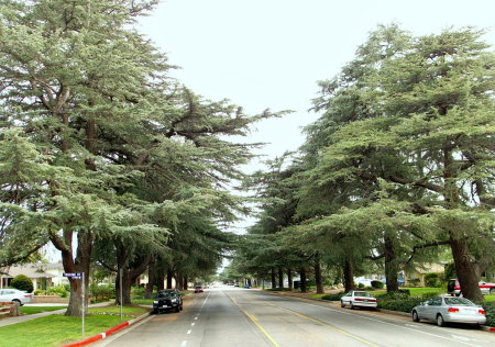 Granada Hills – White Oak Avenue Deodars Deodar cedar trees lining White Oak Avenue in Granada Hills, California