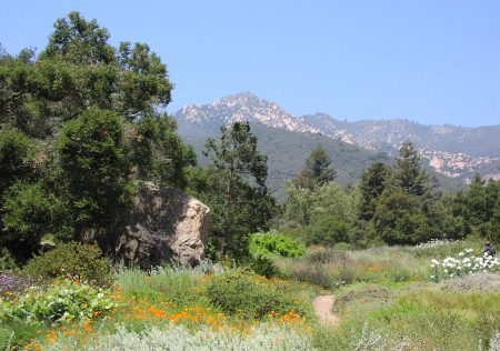 Native meadow and mountains at the Santa Barbara Botanic Garden in Mission Canyon, California
